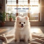 Pomeranian Dog Price in Jammu