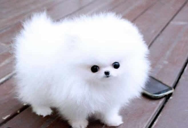 Pomeranian Dog price in Jammu 2025 : Find Where to Buy