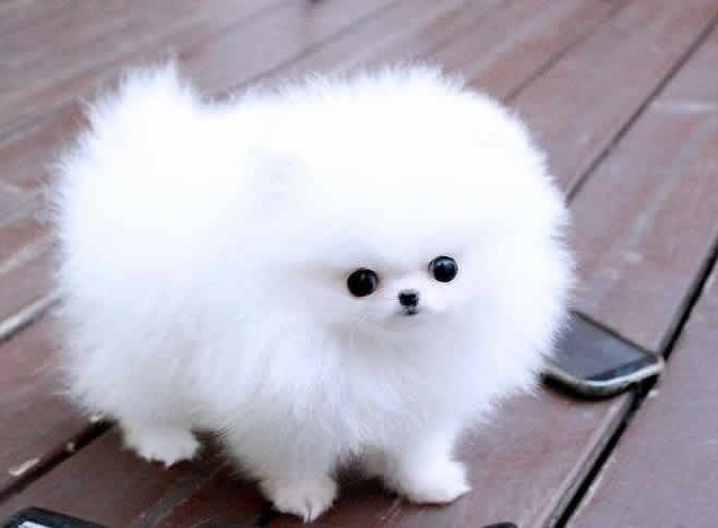 Pomeranian Dog price in Jammu 2025 : Find Where to Buy